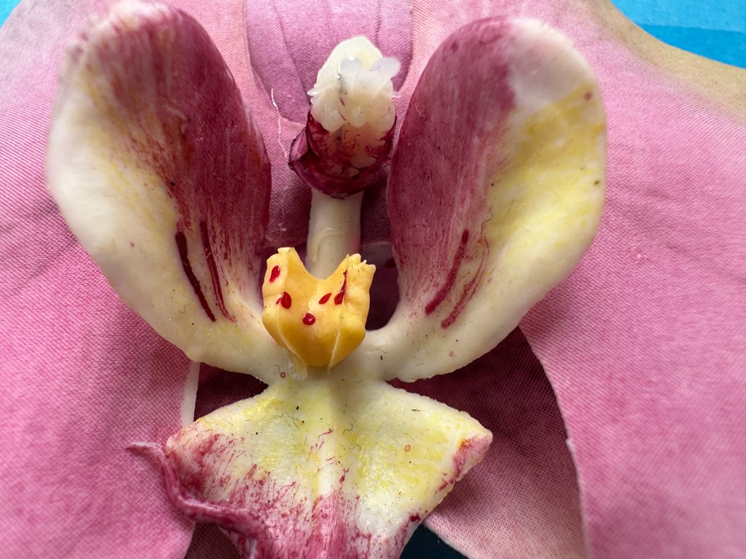 DXOMARK close-up test: macro shot of a flower